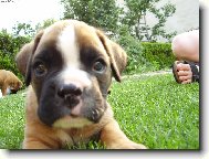 Deutscher Boxer