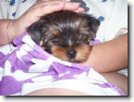 Jorkšírský terier, Yorkshire Terrier,