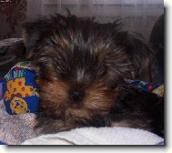 Jorkšírský terier, Yorkshire Terrier,