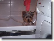 Jorkšírský terier, Yorkshire Terrier,