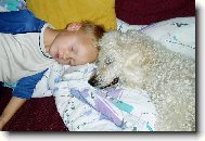 Poodle, Caniche