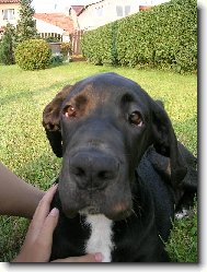 Deutsche Dogge