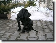 Deutsche Dogge