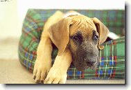 Deutsche Dogge