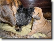 Deutsche Dogge