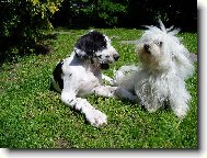 Deutsche Dogge