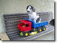 Deutsche Dogge