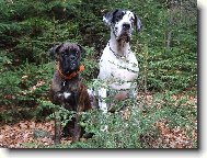 Deutsche Dogge