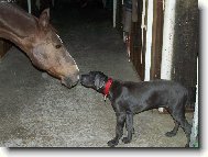 Deutsche Dogge