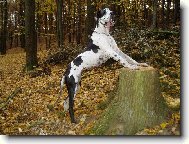 Deutsche Dogge