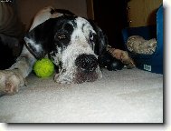 Deutsche Dogge