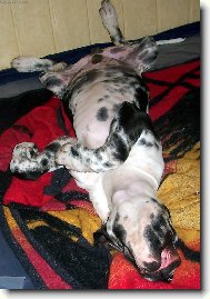 Deutsche Dogge