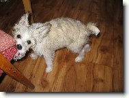 Chinese Crested Dog