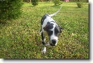 Deutsche Dogge
