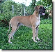 Deutsche Dogge