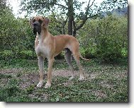 Deutsche Dogge