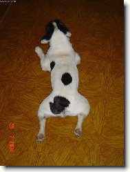 Bouledogue francais, French Bulldog