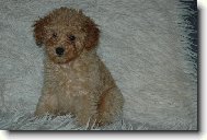 Poodle, Caniche