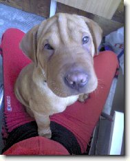Shar-Pei
