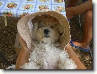 Bichon á poil frisé, Bichon Frise