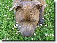 American Staffordshire Terrier
