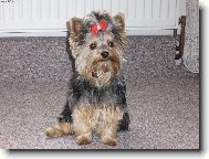 Jorkšírský terier, Yorkshire Terrier,