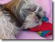 icu, Shih-Tzu