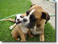 Deutscher Boxer