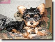 Jorkšírský terier, Yorkshire Terrier,