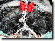 icu, Shih-Tzu