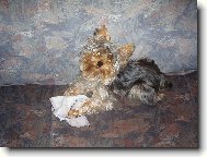 Jorkšírský terier, Yorkshire Terrier,