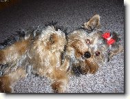Jorkšírský terier, Yorkshire Terrier,