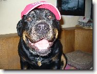 Rottweiler