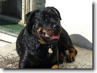 Rottweiler