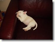 Bull Terrier