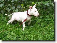Bull Terrier