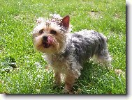 Jorkšírský terier, Yorkshire Terrier,