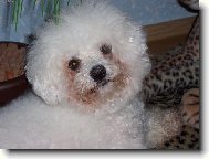 Bichon á poil frisé, Bichon Frise
