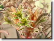 Anigozanthos