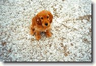 English Cocker Spaniel