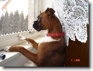 Deutscher Boxer
