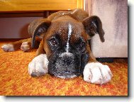 Deutscher Boxer