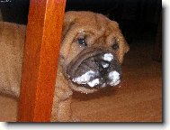 Shar-Pei