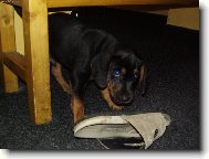 Rottweiler