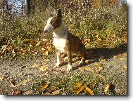 Bull Terrier