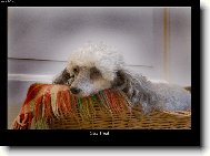 Poodle, Caniche