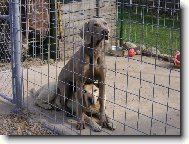 Weimaraner, Weimaraner Vorsterhund