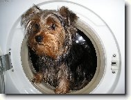 Jorkšírský terier, Yorkshire Terrier,