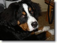 Berner Sennenhund