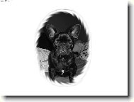 Bouledogue francais, French Bulldog